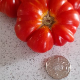 tomato. Costoluto Fiorentino