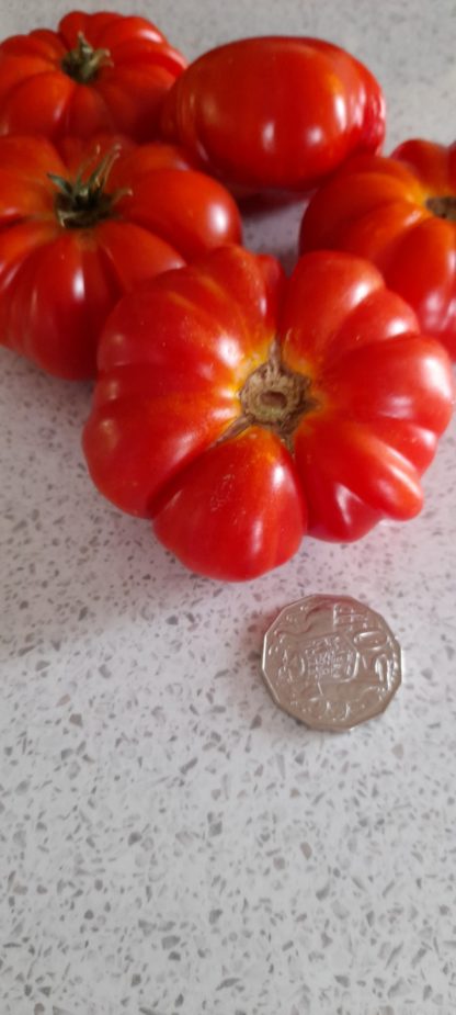 tomato. Costoluto Fiorentino