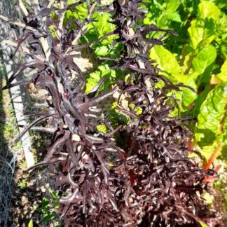 red_frilly_lettuce